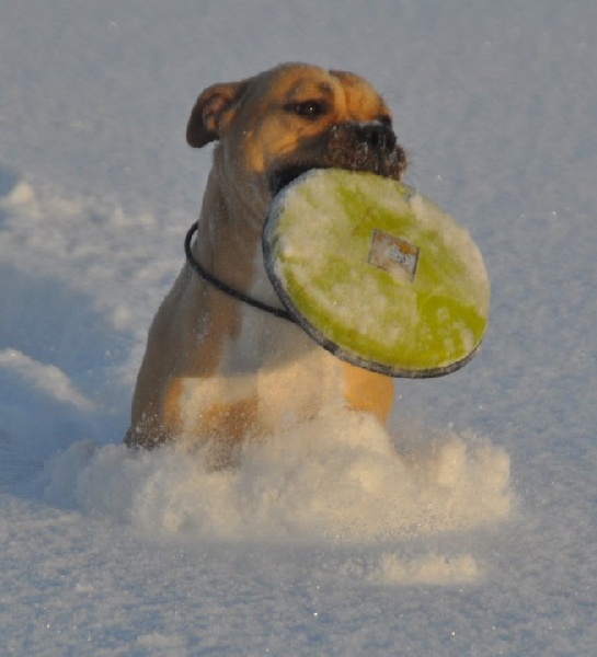 Publication : All Think Twice Auteur : all think twice kennel