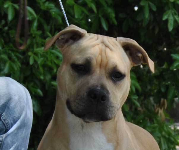 Publication : All Think Twice Auteur : all think twice kennel