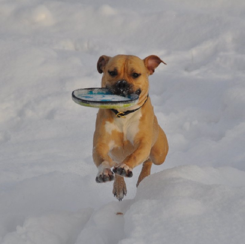 Publication : All Think Twice Auteur : all think twice kennel