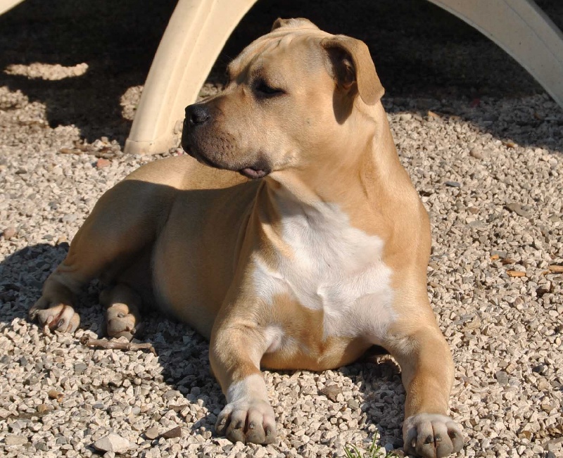 Publication : All Think Twice Auteur : all think twice kennel