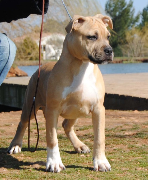 Publication : All Think Twice Auteur : all think twice kennel