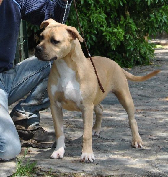 Publication : All Think Twice Auteur : all think twice kennel