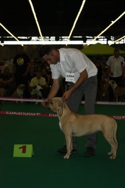 all think twice kennel Enjoy - 1er tres prometteur