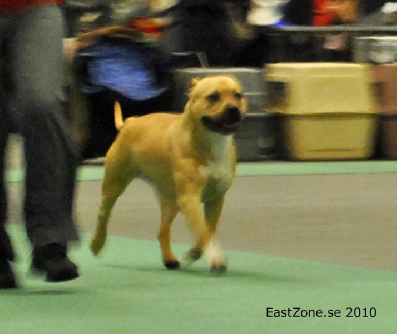 all think twice kennel Enjoy - 1 excelent