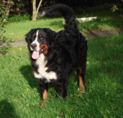 Les Oursons De Neptune