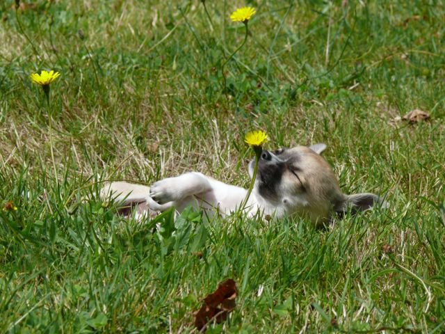 Publication : De La Mare Aux Trolls Auteur : La Mare aux Trolls