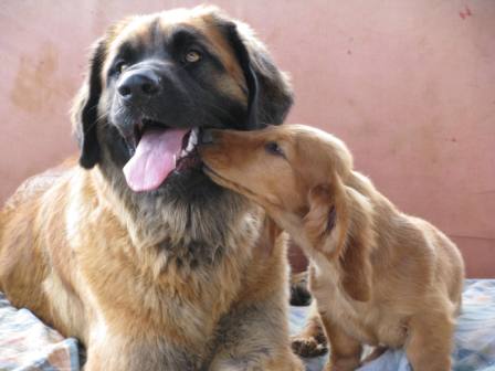 Publication : Du Mazet Du Peyroux