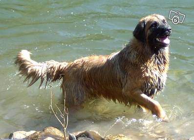 Publication : Du Mazet Du Peyroux