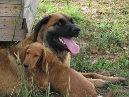 Publication : Du Mazet Du Peyroux