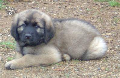 Publication : Du Mazet Du Peyroux