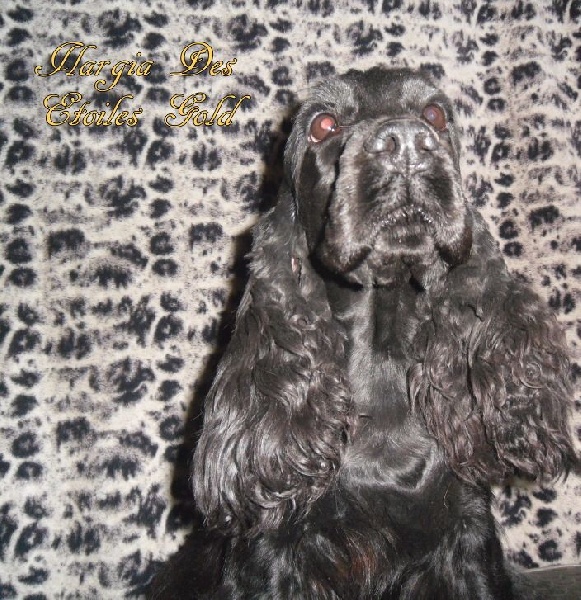 Ilargia Des Etoiles Gold