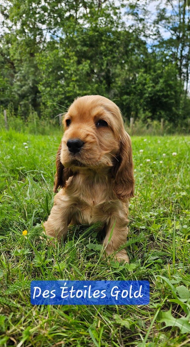 Chiot Des Étoiles Gold