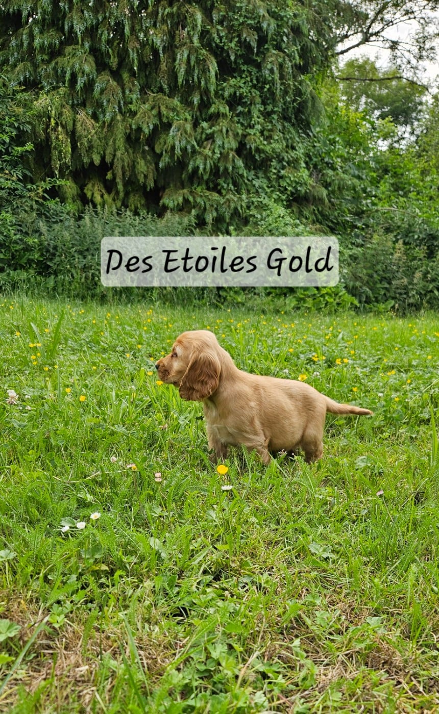 Chiot Des Étoiles Gold