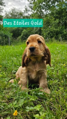 Les chiots de Cocker Spaniel Anglais