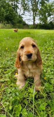 Les chiots de Cocker Spaniel Anglais