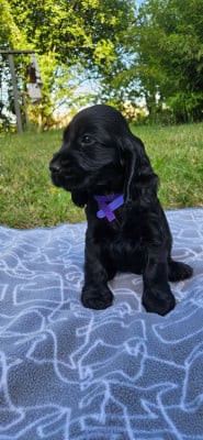 Les chiots de Cocker Spaniel Anglais