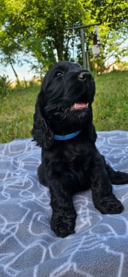Les chiots de Cocker Spaniel Anglais