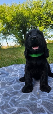 Les chiots de Cocker Spaniel Anglais