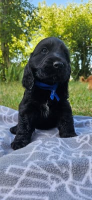 Les chiots de Cocker Spaniel Anglais