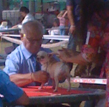 Folie douce (dite franchesca) De L'isle Au Vert Coteau - 2eme EXCELLENT