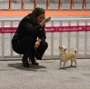 Folie douce (dite franchesca) De L'isle Au Vert Coteau - 3eme Excellent Cl.Ouvert