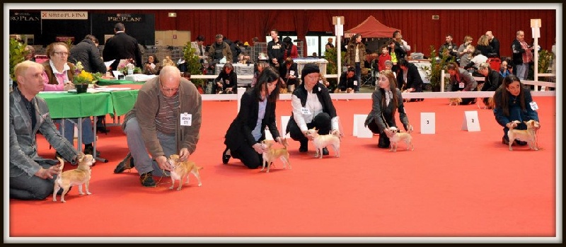 Folie douce (dite franchesca) De L'isle Au Vert Coteau - TB