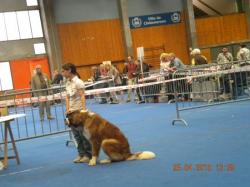 Elune de l'arche des terres du sud (Sans Affixe) - 1 er Très prometteur meilleur puppy selectionné sur le ring d'honneur