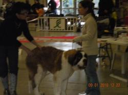 Eliott de la Terre Promise - 1 er Très prometteur