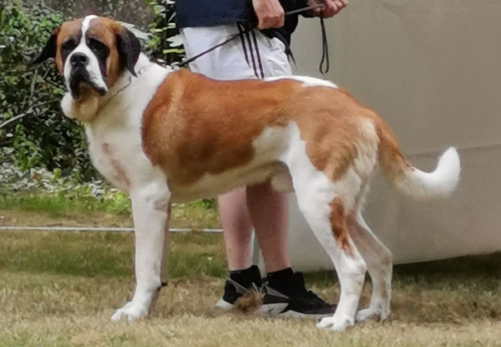 Nikel Du Missy's Ranch - 1er Exc cacs meilleur de race