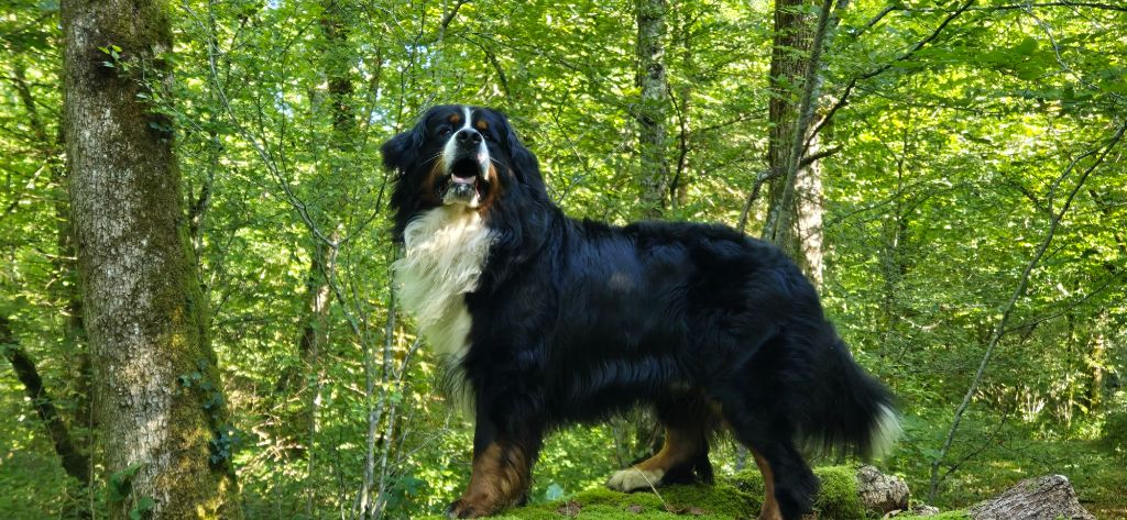 Risko du pays Maîchois