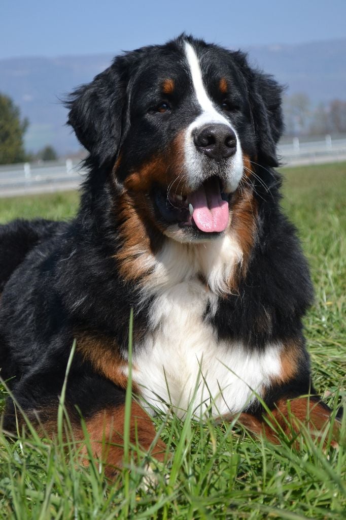 Publication : du pays Maîchois