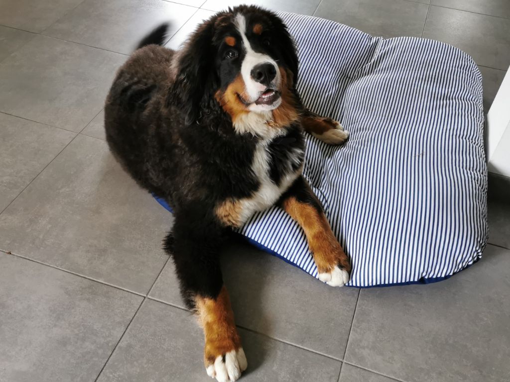 Publication : du pays Maîchois