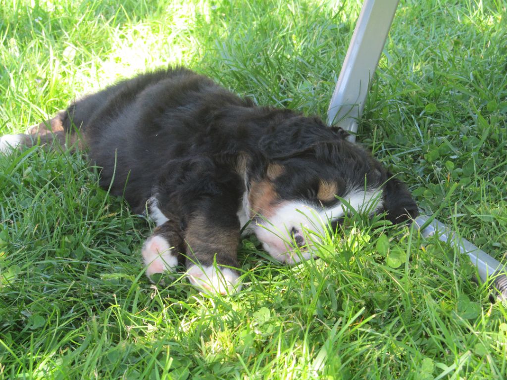 Publication : du pays Maîchois