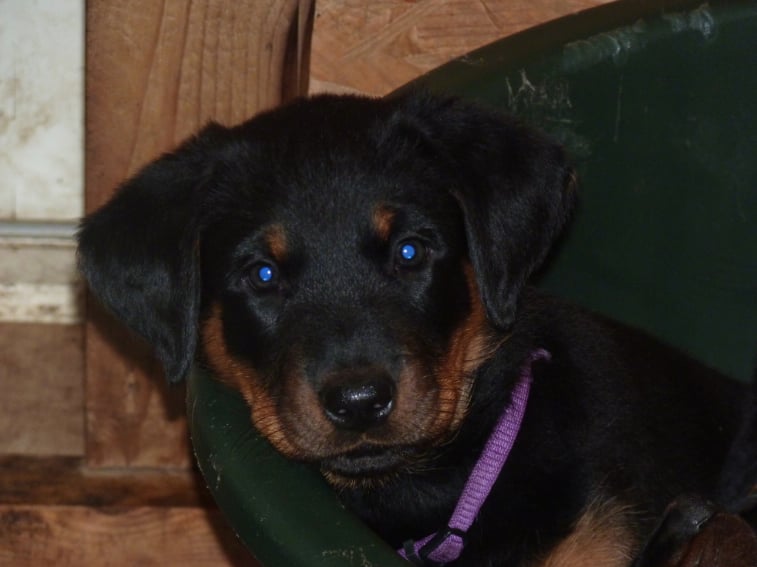 CH. Hirthe ysa vajèn De La Bonhardiesse