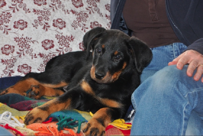 Fauve yolie De La Bonhardiesse