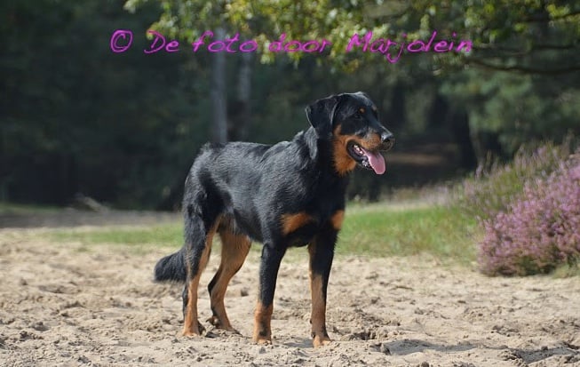 CH. Fan ubac yem De La Bonhardiesse