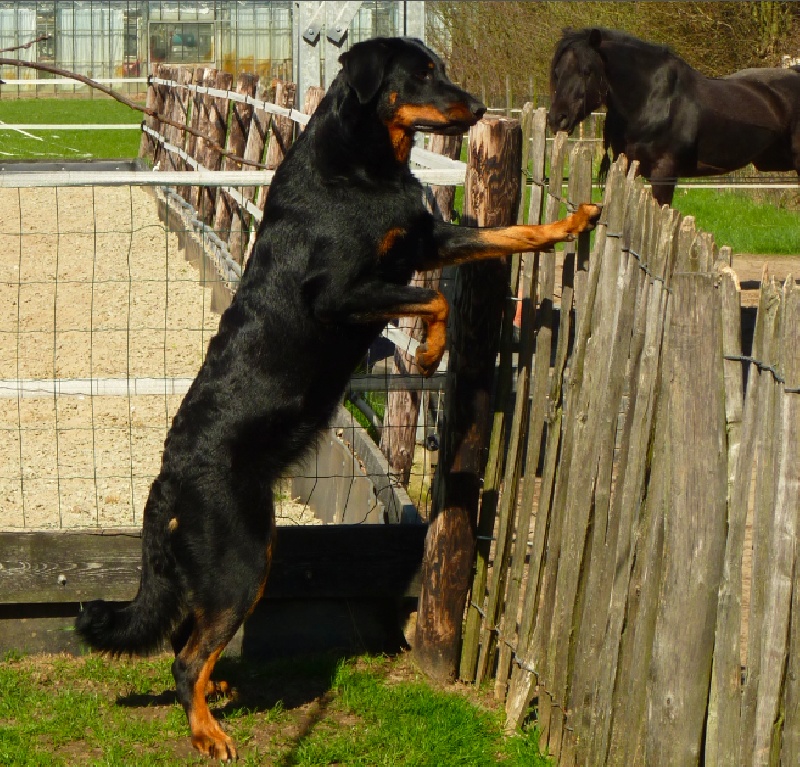 Fauve yolie De La Bonhardiesse