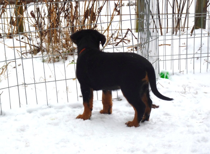 Halouette ysis De La Bonhardiesse