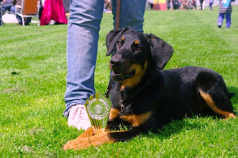 Halouette ysis De La Bonhardiesse