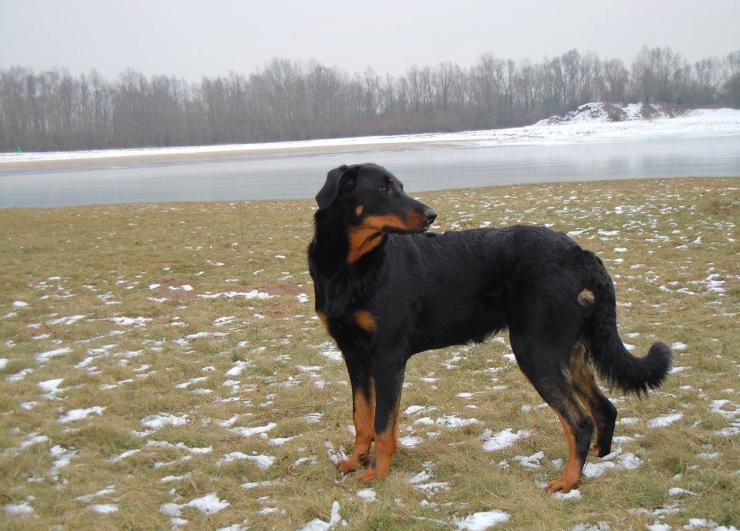 Fauve yolie De La Bonhardiesse