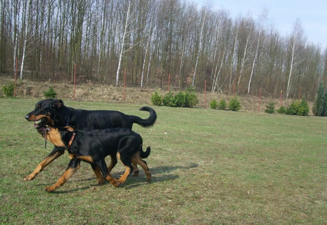 Havel yzar De La Bonhardiesse