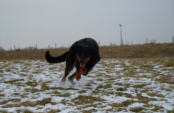 Fauve yolie De La Bonhardiesse
