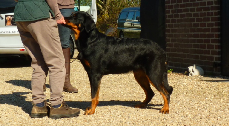 Fauve yolie De La Bonhardiesse