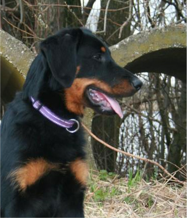 CH. Fan ubac yem De La Bonhardiesse