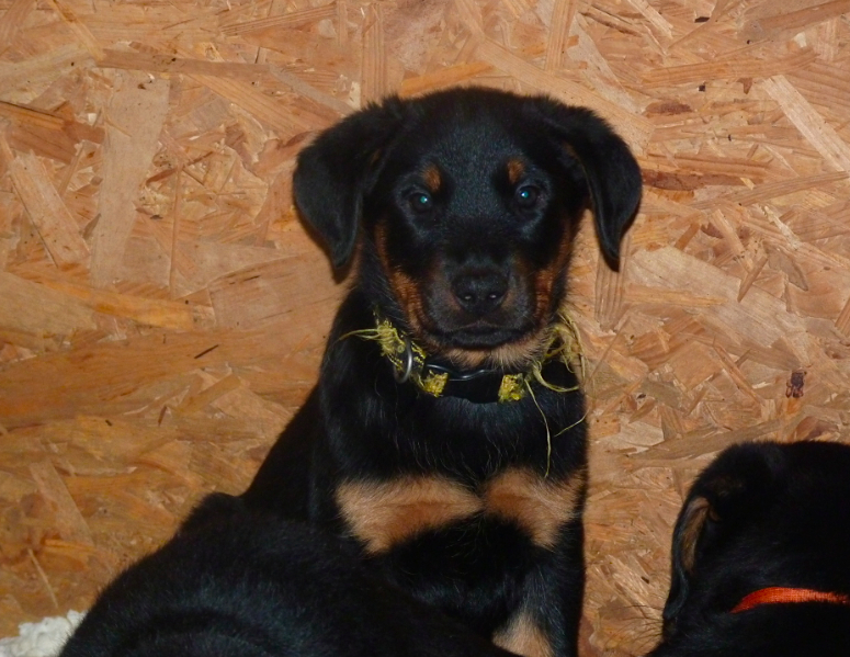 Halouette ysis De La Bonhardiesse