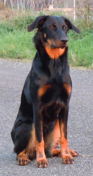 Fauve yolie De La Bonhardiesse