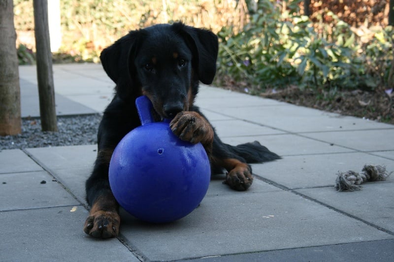 CH. Fan ubac yem De La Bonhardiesse