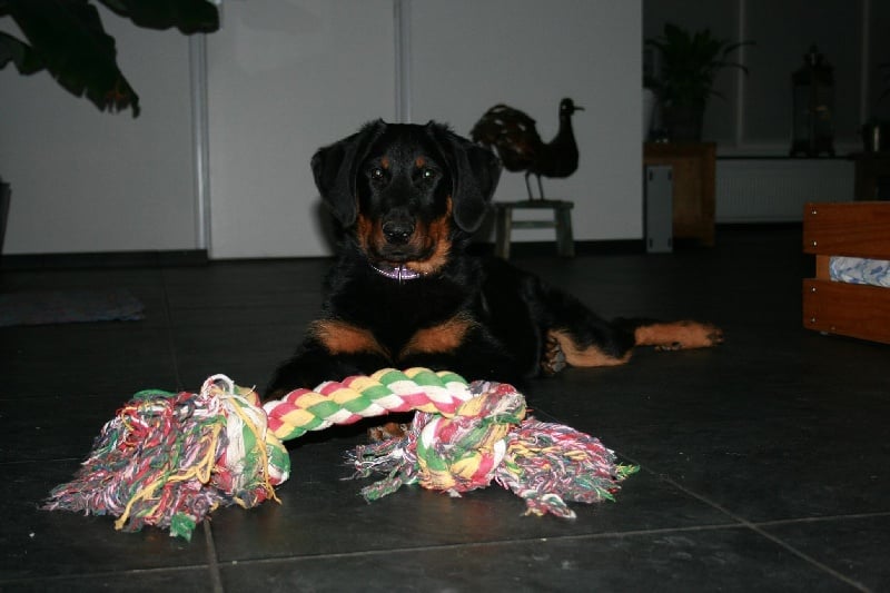 CH. Fan ubac yem De La Bonhardiesse