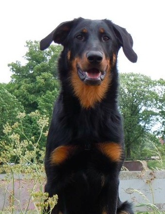 Fauve yolie De La Bonhardiesse