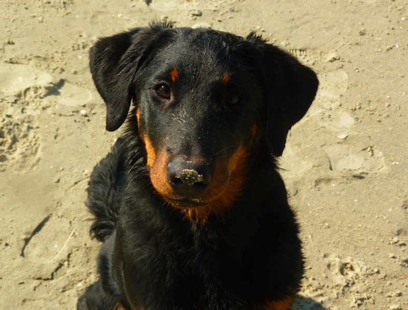 CH. Hirthe ysa vajèn De La Bonhardiesse